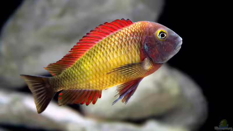 Userbild von Manuel Kellauer von Manuel Kellauer (20)