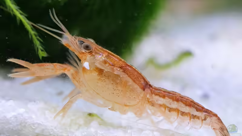 Userbild von Marc Scheiring von Marc Scheiring (4)