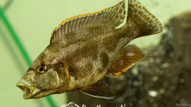 Userbild von Martin Pröll von Martin Pröll (19)