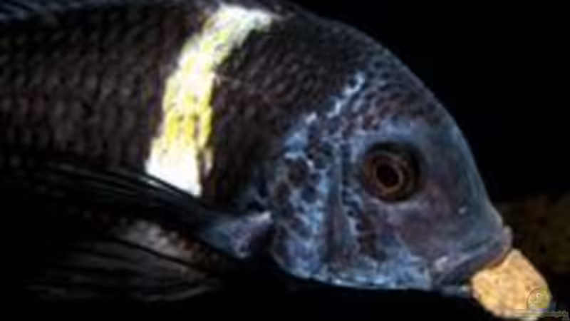 Userbild von martin4ever von martin4ever (34)