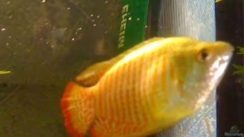 Userbild von Marvin Götting von Marvin Götting (5)