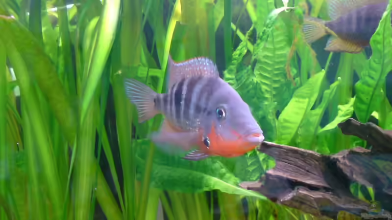 Userbild von Meeki von Meeki (33)