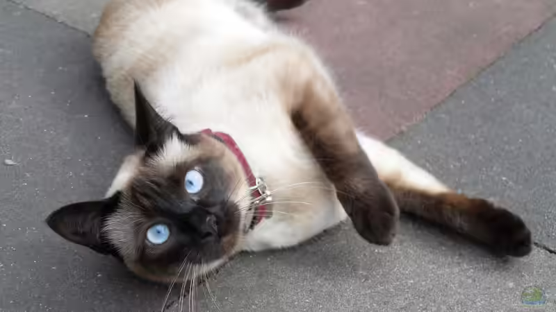 Userbild von Meerjungfraumann von Meerjungfraumann (5)