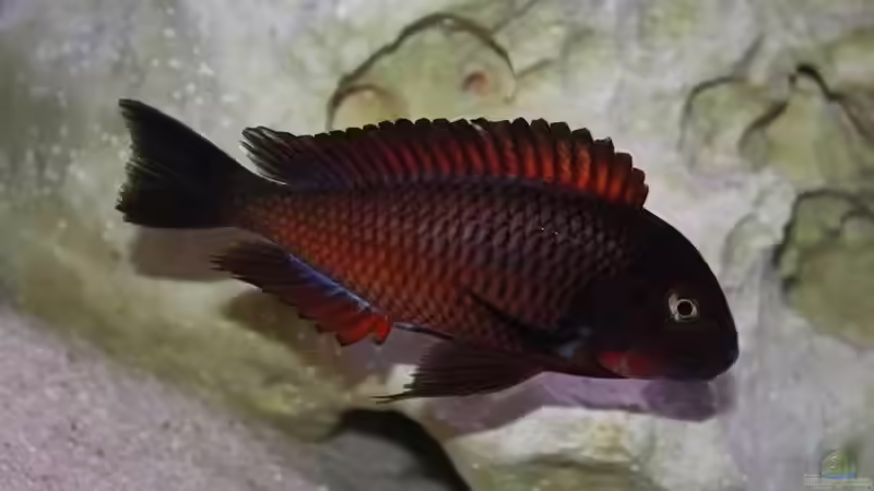 Userbild von Michael Lüdicke von Michael Lüdicke (11)