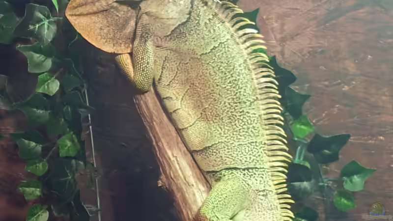 Userbild von Michael Scheffler von Michael Scheffler (49)