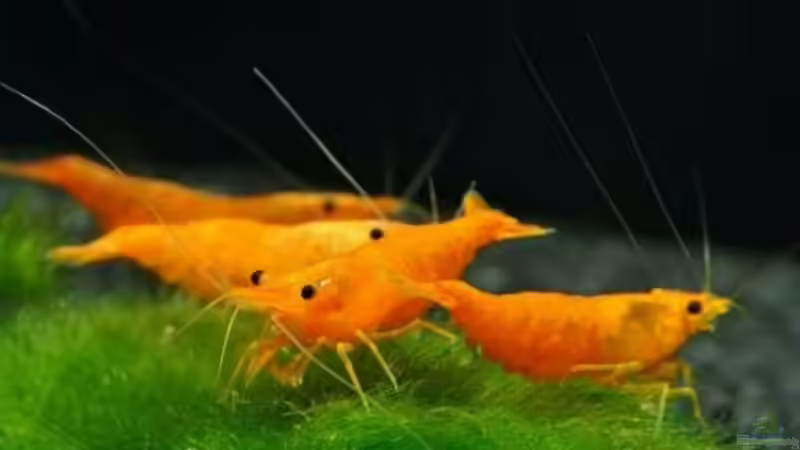 Userbild von Mr-Shrimp von Mr-Shrimp