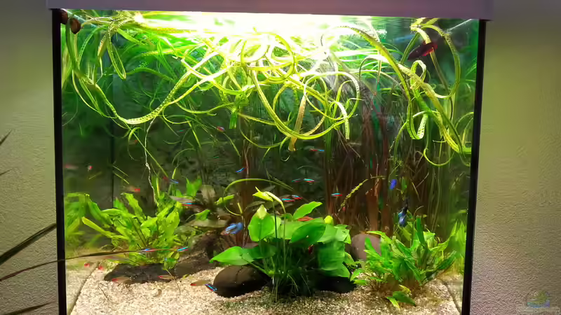 Userbild von mstard von mstard (12)