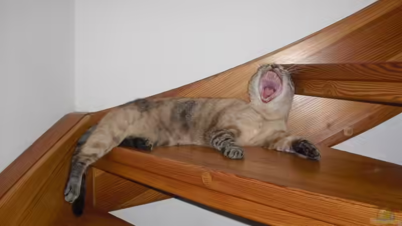 Userbild von nemo0109 von nemo0109 (58)