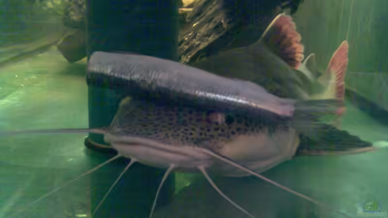 Userbild von Nico Nowotny von Nico Nowotny (15)