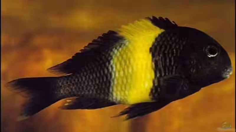 Userbild von Niklot von Niklot (26)