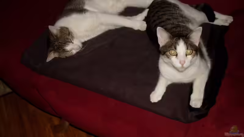 Userbild von nivram von nivram (7)