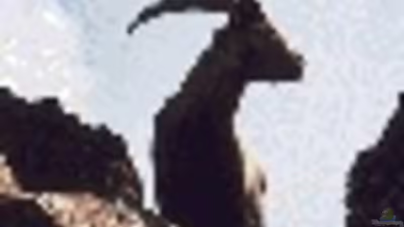 Userbild von Nivus von Nivus (21)