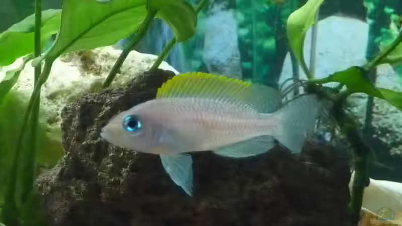 Userbild von Nordic von Nordic (10)