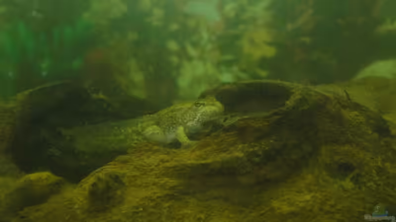 Userbild von Oberregenwurm von Oberregenwurm (18)