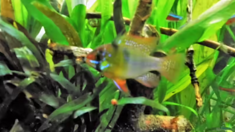 Userbild von odin 68 von odin 68 (193)