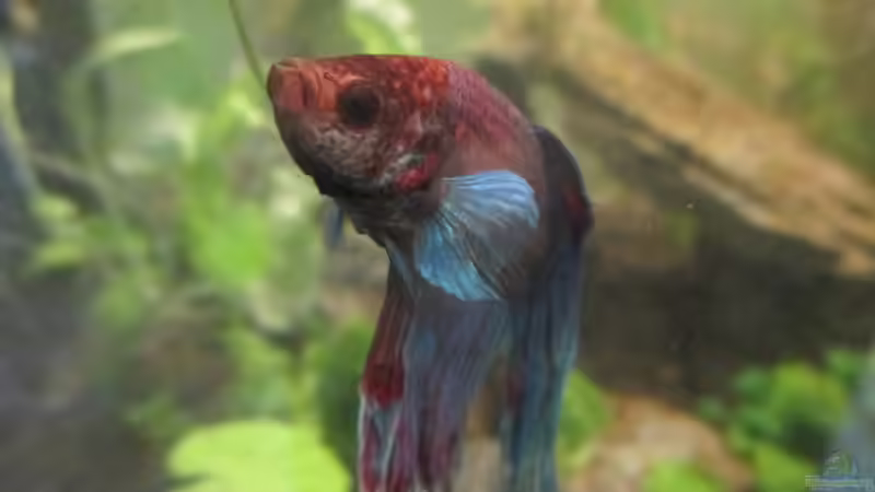 Userbild von okefenokee von okefenokee