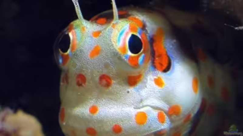 Userbild von OldFriend von OldFriend (26)