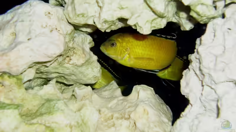 Userbild von Onkel-Tom von Onkel-Tom (10)