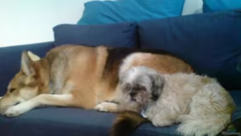 Userbild von perkolein von perkolein (6)