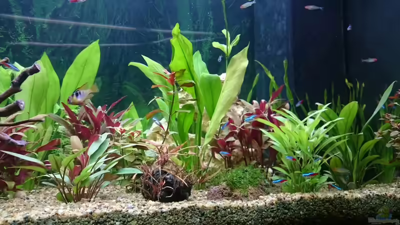 Userbild von Pfaelzer von Pfaelzer (11)