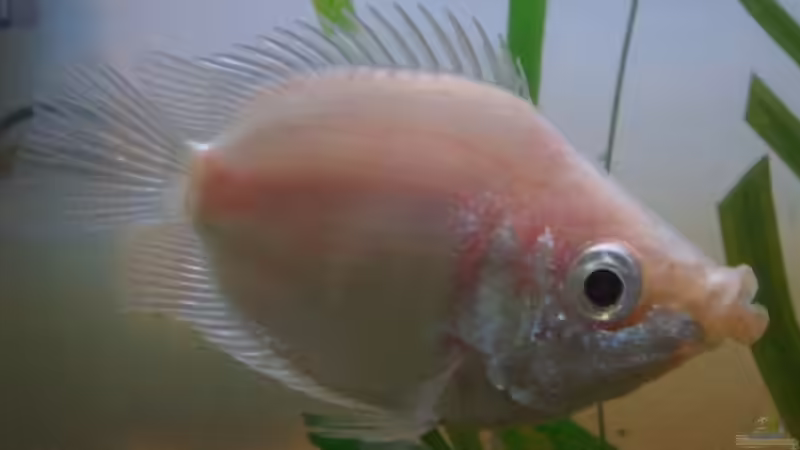 Userbild von Pflanzenmaster von Pflanzenmaster (6)