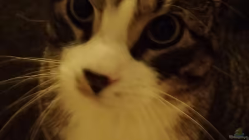 Userbild von Pflanzennarr von Pflanzennarr (65)