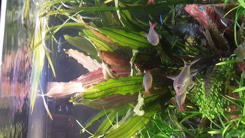 Userbild von Pflanzenwolf von Pflanzenwolf (10)