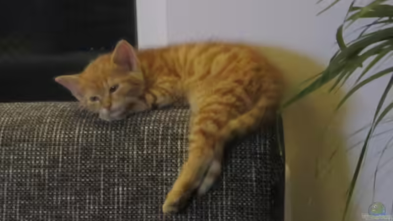 Userbild von Plastikblume von Plastikblume (15)