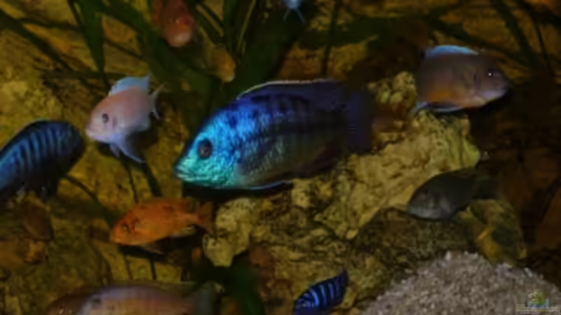 Userbild von Ralf Kinzig von Ralf Kinzig (2)