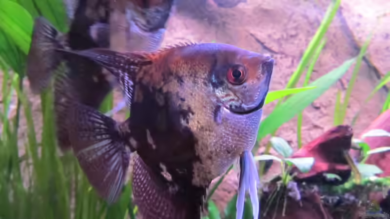 Userbild von Ralf28 von Ralf28 (11)