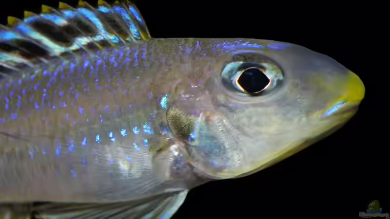 Userbild von ravaka von ravaka (178)