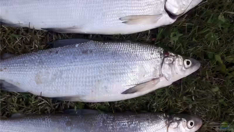 Userbild von Renke von Renke (8)