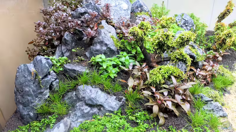 Userbild von rorchi von rorchi (51)