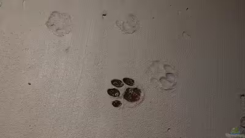 Userbild von Sanyarhu von Sanyarhu (21)