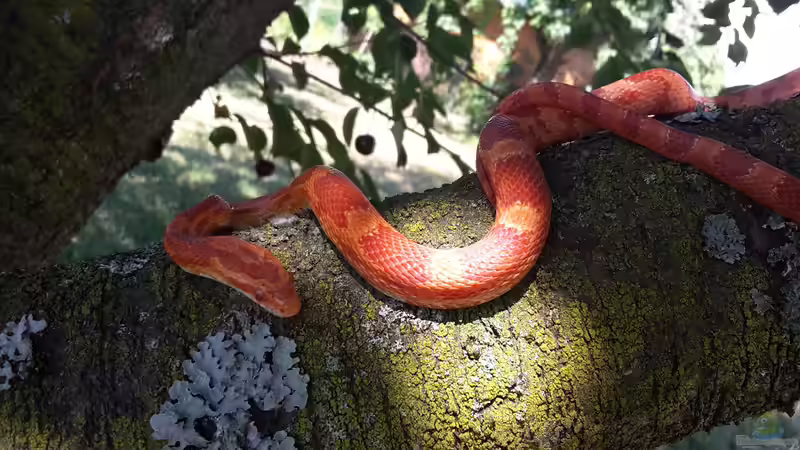 Userbild von Sascha-M.K. von Sascha-M.K. (12)