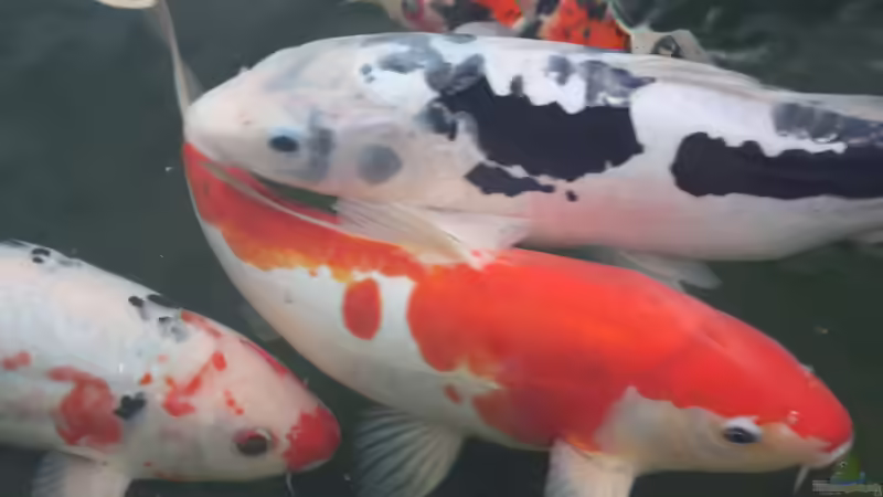 Userbild von Sascha Vienerius von Sascha Vienerius (20)