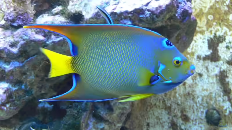 Userbild von Sascha85 von Sascha85 (8)