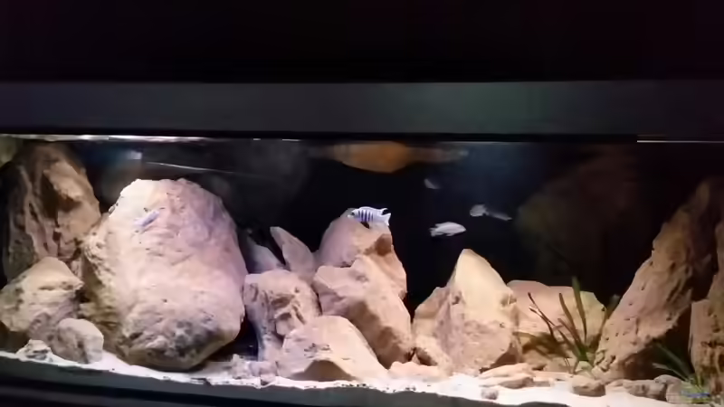 Userbild von Sauerlandmalawi von Sauerlandmalawi (5)