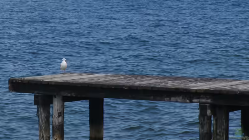 Userbild von Schnaeuf von Schnaeuf (20)