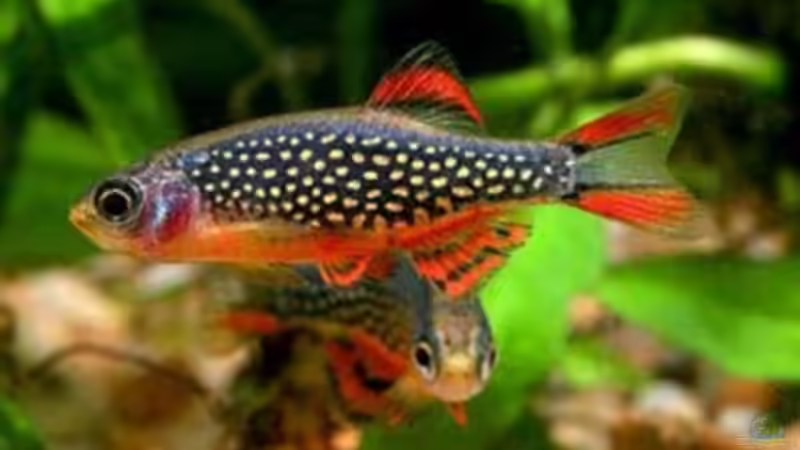 Userbild von schnibbelxyz von schnibbelxyz (14)