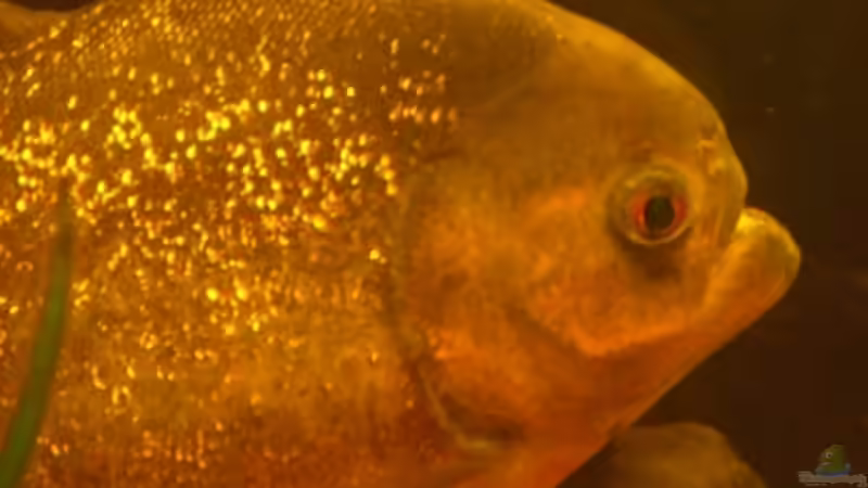 Userbild von Sekman von Sekman (13)