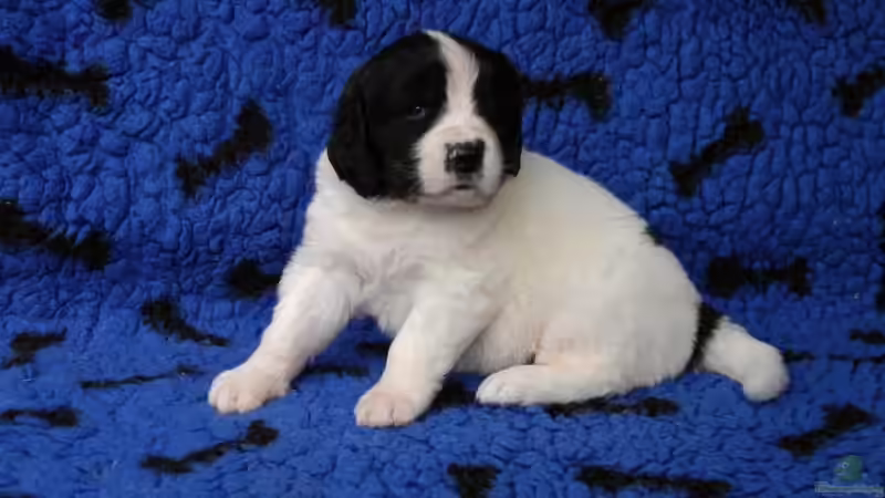 Userbild von Shaggy90 von Shaggy90 (12)