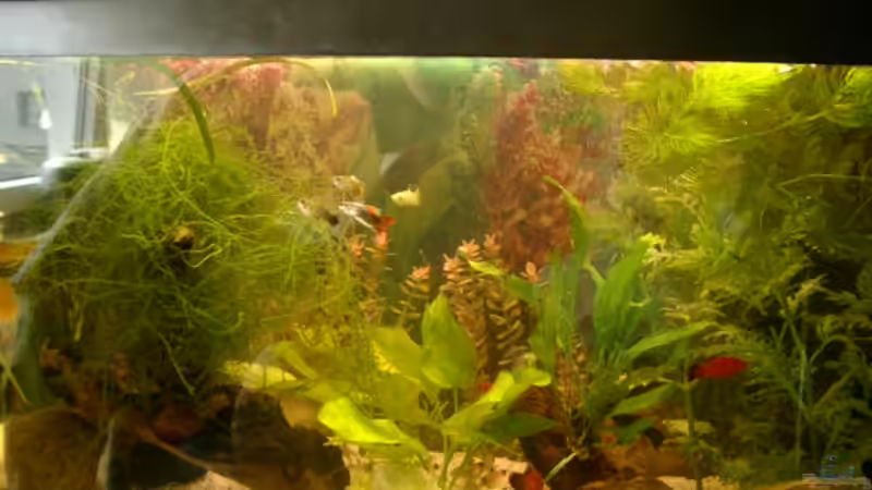 Userbild von Sharin Stamme von Sharin Stamme (4)