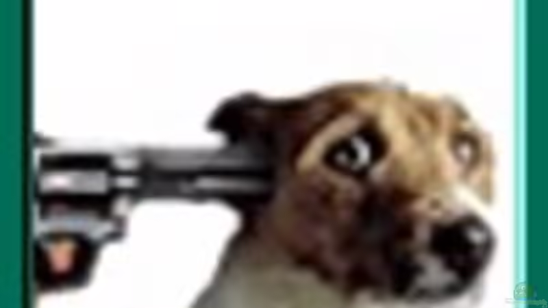 Userbild von shovel von shovel (2)