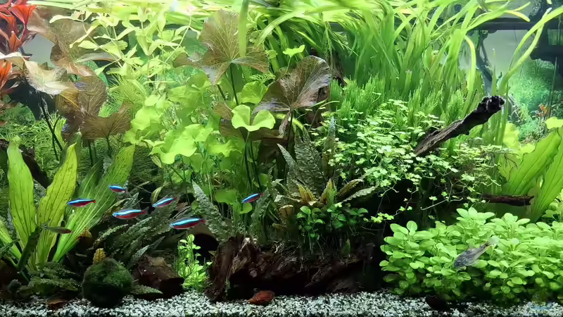 Userbild von SiggiPl von SiggiPl (13)