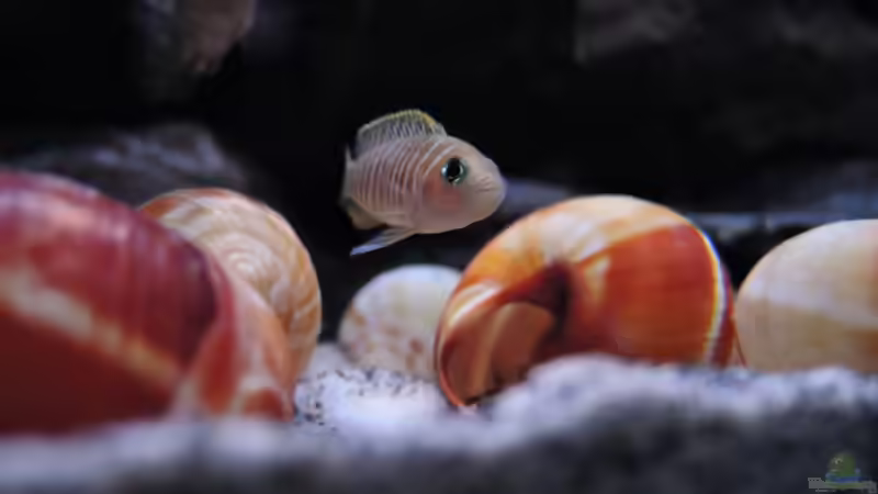 Userbild von similis von similis (68)