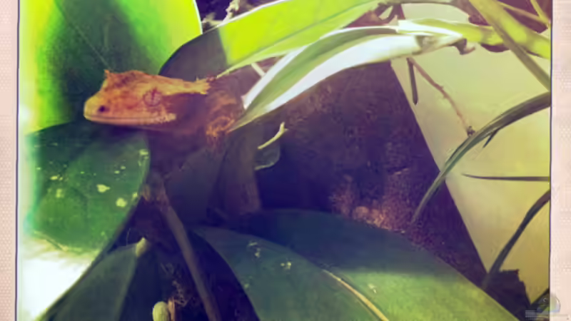 Userbild von Simmal von Simmal (36)