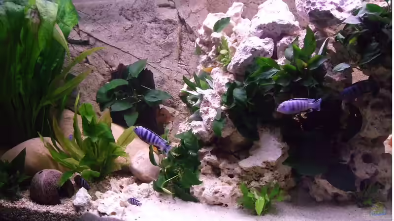 Userbild von Simon Dolch von Simon Dolch (6)