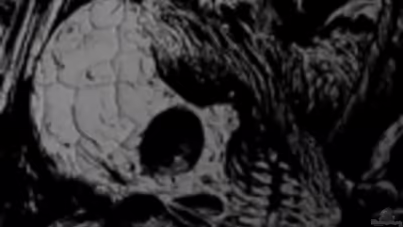 Userbild von SleazeRocker von SleazeRocker (24)