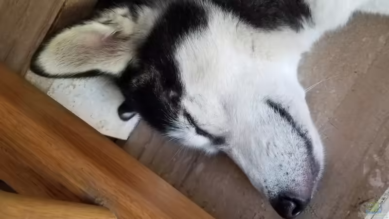 Userbild von Smo von Smo (34)